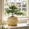 Rustic 4 inch Bonsai Plant Pot with Bamboo Tray Set