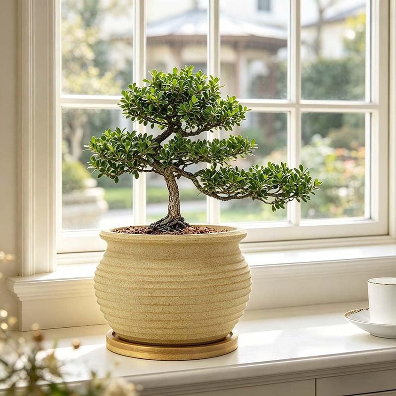 Rustic 4 inch Bonsai Plant Pot with Bamboo Tray Set