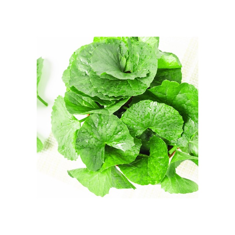 3 containers of Centella Asiatica extract powder, 200g each /