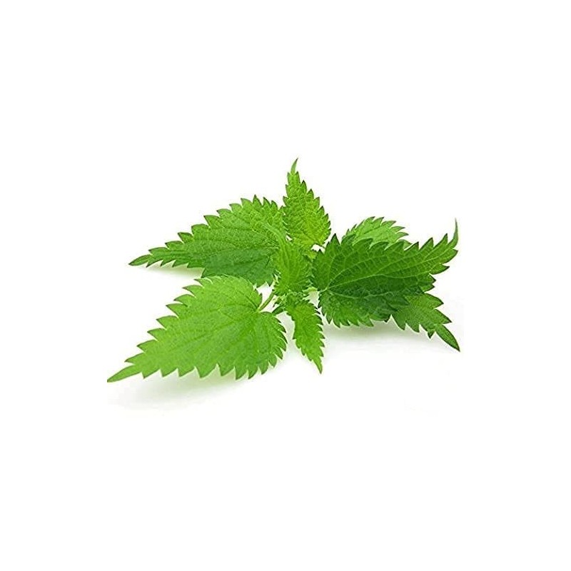Nettle Leaf - Urtica dioica Dried Loose Leaf 100% from