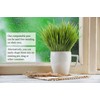 purr paw Cat Grass x4 Pack (Starts Growing in 5