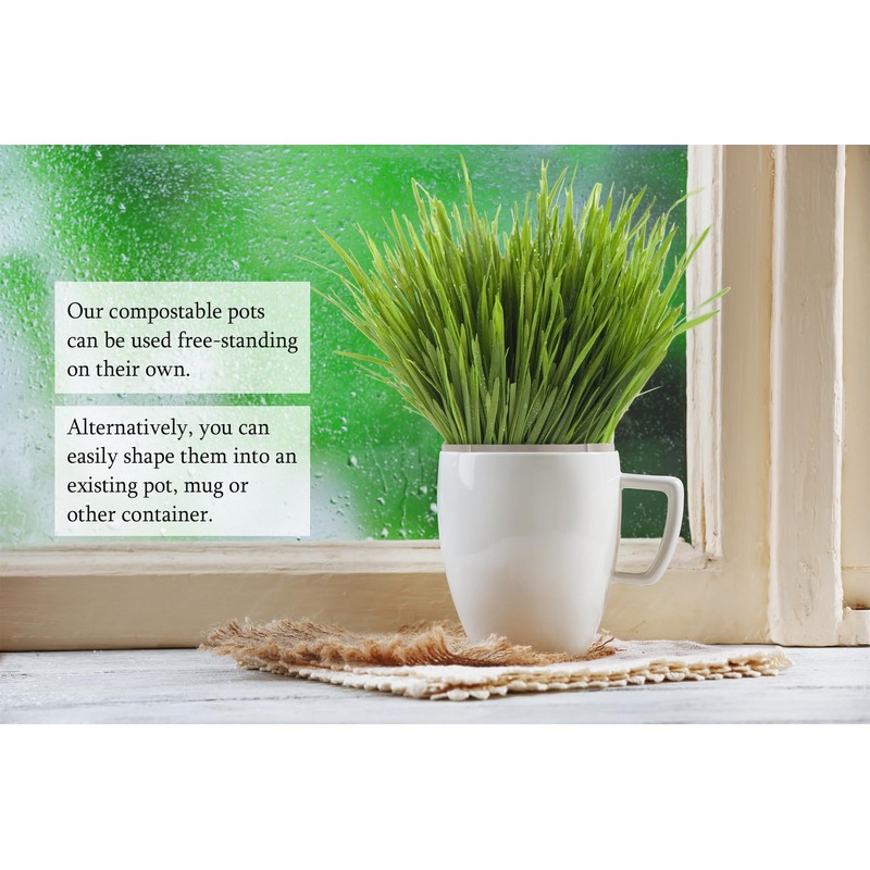 purr paw Cat Grass x4 Pack (Starts Growing in 5