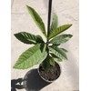 Loquat Tree 1 Loquat Tree 15” Sweet Tropical Fruit Tree