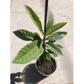 Loquat Tree 1 Loquat Tree 15” Sweet Tropical Fruit Tree Live Plant No Pot