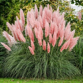 200Pcs Pink Pampas Grass Seeds for Planting Perennial Ornamental Landscape Grass or Privacy Plant Decoration for Garden by YEGAOL Garden