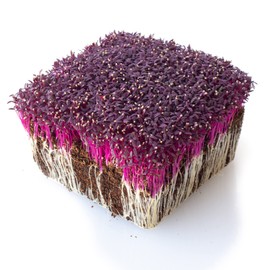 Amaranth Seeds - Red Army - 1 Oz ~37500 Seeds - Amaranthus cruentus - Non-GMO, Heirloom - Microgreens & Grain