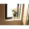 Meicynhoger 2-Pack Clear Self-Watering Hanging Planter for Spider Plant,Ivy,Orchids,Pothos -