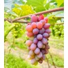 Grape Seeds for Planting 100+ Pcs
