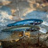 AKAMI Fishing Hook, Real Minnow 10CM 14GR, CEFALO LLISA, 1