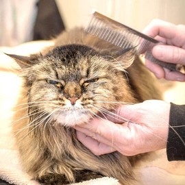 AIMALL Stainless Steel Pet Comb for Dog and Cat Grooming, Round Teeth Metal Brush, Detangling and Removing Dead Hair, Lightweight