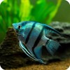 Set Of 4 Zebra Angel Fish Tropical synthetic Leather Square