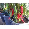 Doux des Landes Pepper 10+ Seeds