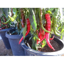 Doux des Landes Pepper 10+ Seeds