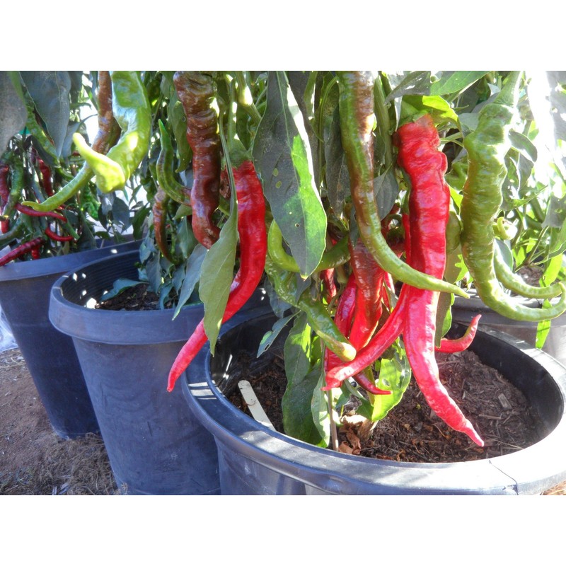Doux des Landes Pepper 10+ Seeds