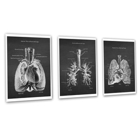 Cardio Pulmonary Anatomy Lungs Heart Decor Set of 3 Unframed Medical Art Prints