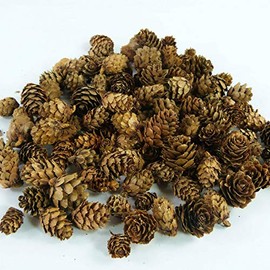 Larch Cones | 125 Gram Bag (Approximately 98 pcs) | Natural Crafts | Potpourri