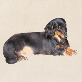 CafePress Black Long Hair Dachshund Tote Bag Reusable Natural Beige Canvas Shopping Bag