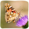 Insect Lore 2 Cups of Caterpillars Basic | 10 Live