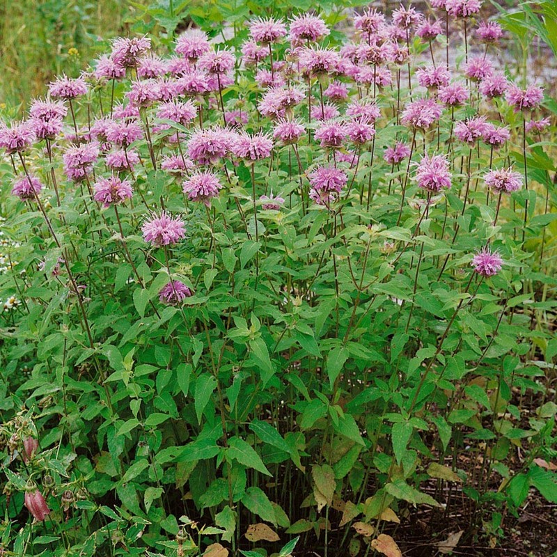 Outsidepride Monarda Fistulosa Mintleaf Bee Balm - 1,000 Seeds