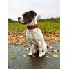 BUDDYPACK Dog Collar Extra Wide and Soft Padded for Small,