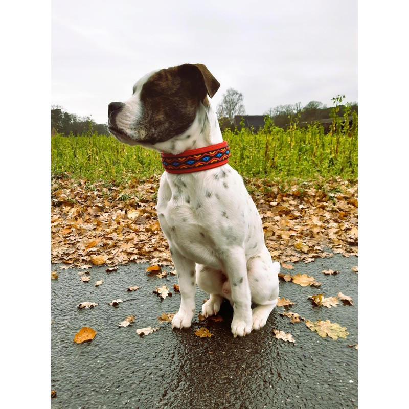 BUDDYPACK Dog Collar Extra Wide and Soft Padded for Small,
