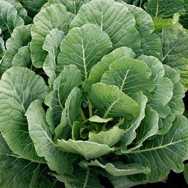 TomorrowSeeds - Georgia Southern Collard Greens Seeds - 1000+ Count - For 2025 Planting USA Garden Southern Vegetable Collards Green Kale Spinach Cabbage Non-GMO Heirloom Grow Your Own Home Farm Patio