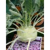 Seeds Kohlrabi (Cabbage German Turnip) Giant Biennial Vegetable for Planting