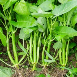 ZEshops 120pcs Water Spinach 'Kong Xin Cai' Seeds – Organic, Non-GMO Heirloom Vegetable