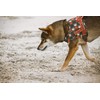 Hurtta Go Harness Padded Dog Harness for Small and Large