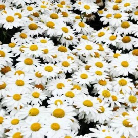 Axel's Garden Seeds Alaska Shasta Daisy Seeds | Non-GMO | Heirloom | 2nd Year Maturity Perennial - 200 Seeds