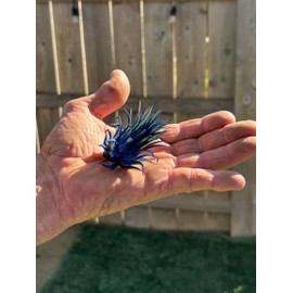 Air Plants - Tillandsia Ionantha - Organically Enhanced Color - Live Arrival Guaranteed - House Plants for Home Decor & Gift (Blue_Bell_3pk+Black_Planters)
