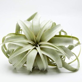 Air Plant Tillandsia Xerographica 6" Wide by Garden in the City/Ships from California/Greenhouse Grown