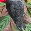 Vivid Arts Garden Friends, Home/Garden Decor. (Hanging Spotted Woodpecker)