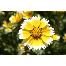 Tidy Tips Flower Seeds, 500+ Seeds Per Packet, Yellow-and-White Tipped Layia, (Isla's Garden Seeds), Non GMO & Heirloom Seeds, Botanical Name: Layia platyglossa, Goldfields Flowers