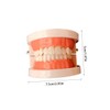 BIUDECO Standard Teeth Model for Teaching Friendly Typodont Demonstration for