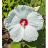WHITE HIBISCUS MOSCHEUTOS (SWAMP ROSE-MALLOW) 20 SEEDS ( FRESH 2023