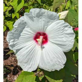 WHITE HIBISCUS MOSCHEUTOS (SWAMP ROSE-MALLOW) 20 SEEDS ( FRESH 2023 CROP)