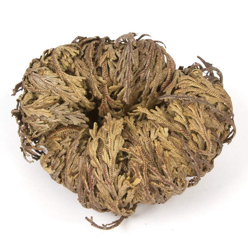 Incense Garden Rose of Jericho Flower The Resurrection Plant (1