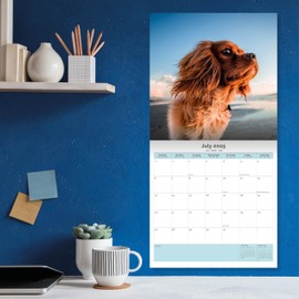 Baker and Bray Cavalier King Charles Calendar 2025, Large Square Wall Calendar With Organisational Stickers, 16 Month, Cavalier King Charles Gift Dog Calendar