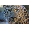 Handmade Leopard Taxidermy Reference Photo Cd