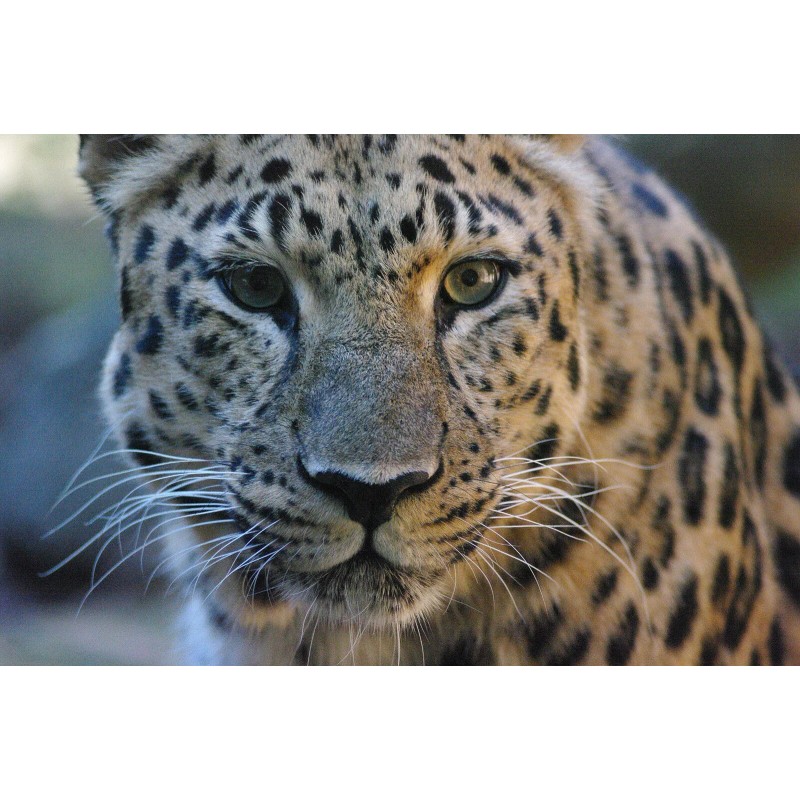 Handmade Leopard Taxidermy Reference Photo Cd