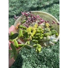 Unbranded 7 Types of Succulent Cuttings | Easy to Grow Succulents