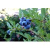 Blueberry Plant - BLUERAY - Extra-Large Fruits, Excellent Flavor and