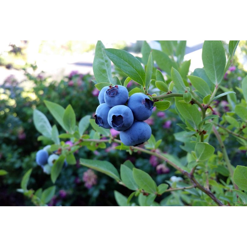 Blueberry Plant - BLUERAY - Extra-Large Fruits, Excellent Flavor and
