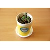 Seishin Pottery Growing Eeda Bean Cultivation Set, Green, Size: Approx.