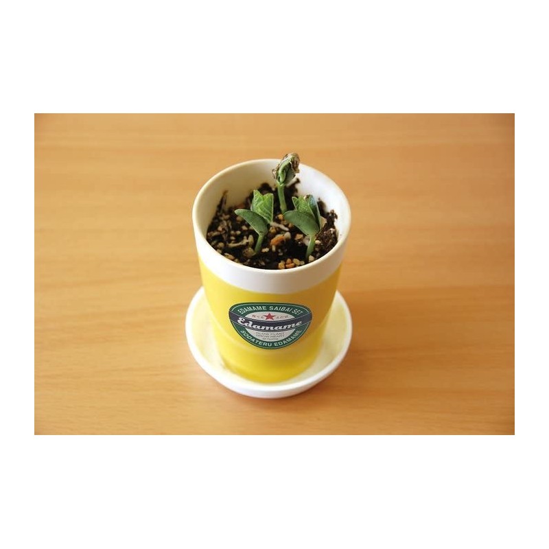 Seishin Pottery Growing Eeda Bean Cultivation Set, Green, Size: Approx.