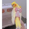 Bird Flight Suits Diapers, Parrot Flight Suits Diapers for Monk