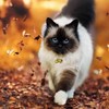 GAbraden 2 Extra Loud Cat & Dog Bells | Pet