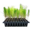 Loblolly Pine Tree Plants | 10 Live Seedlings | Pinus