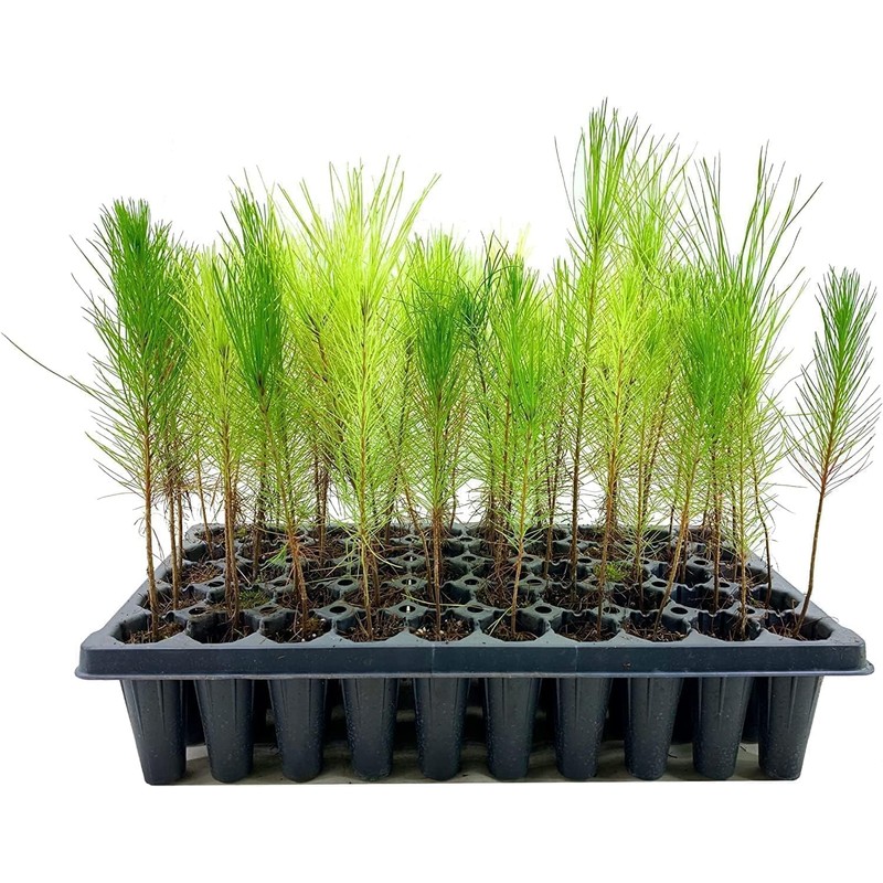 Loblolly Pine Tree Plants | 10 Live Seedlings | Pinus